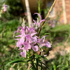 Meet your Posher, Abdul